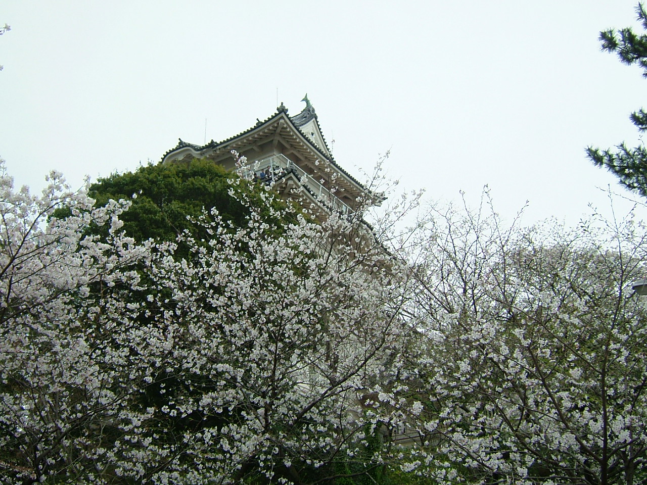 桜・小田原城外観