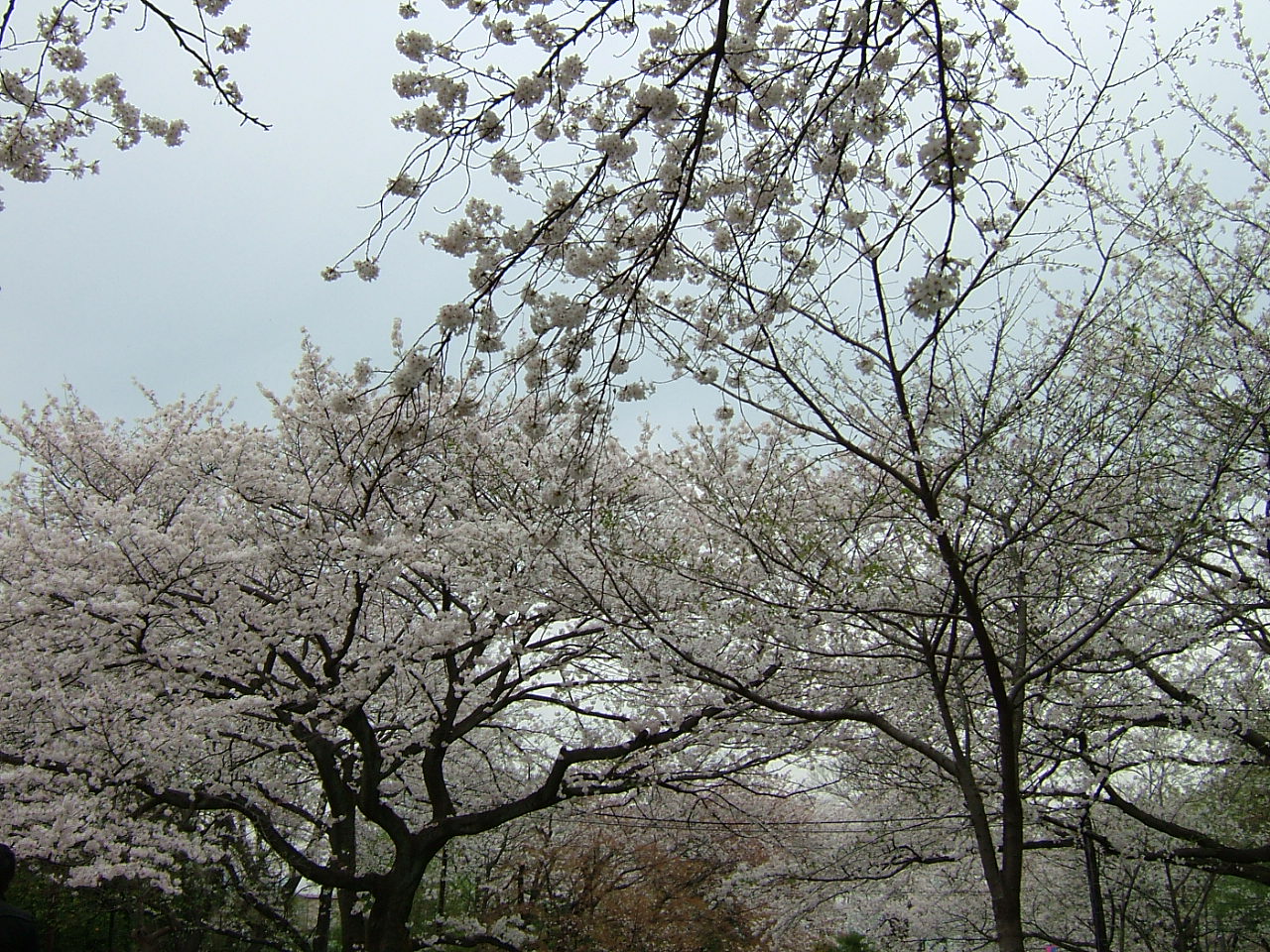 桜・城址公園